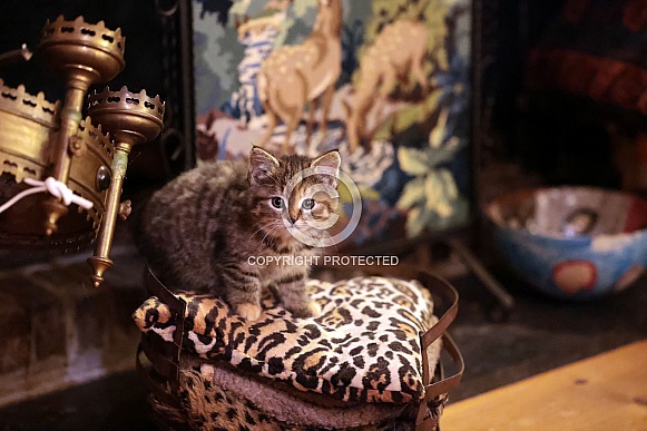 Tabby cat