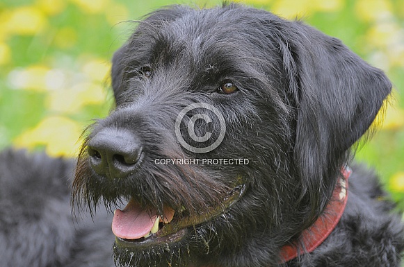 Giant Schnauzer Giant Schnauzer