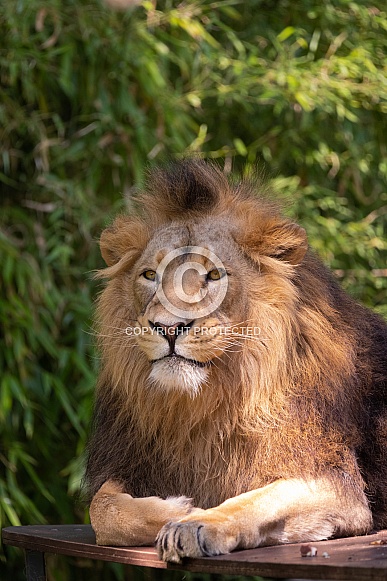 Asiatic lion Asiatic lion