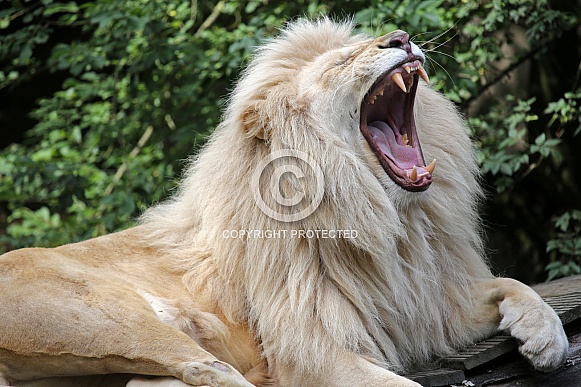 Lion (Panthera Leo)