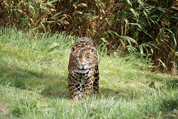 Jaguar