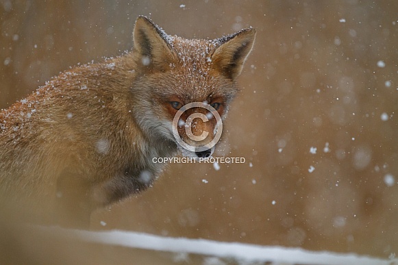 Red fox in Nature Red fox in Nature