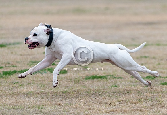 White American Bulldog running across a field White American Bulldog running across a field