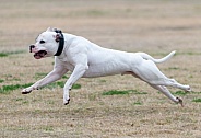 White American Bulldog running across a field