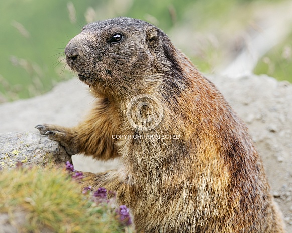 Wild marmit posing