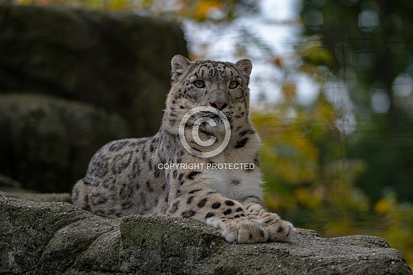 Snow Leopard Snow Leopard