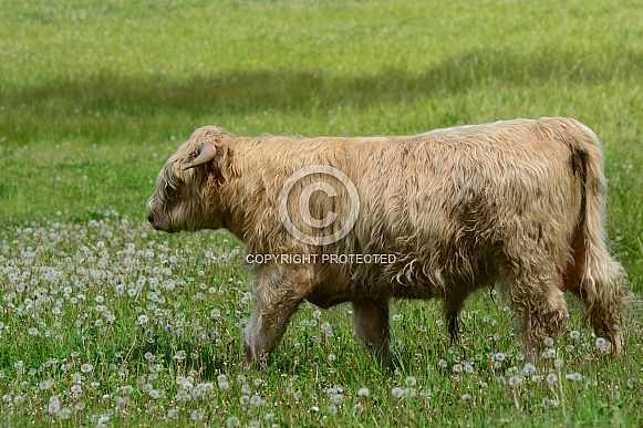 Highland Cattle