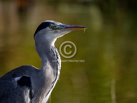 Grey heron