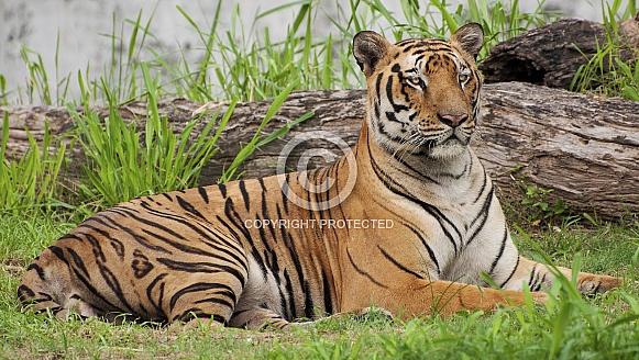 Royal Bengal Tiger