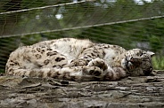 Snow Leopard