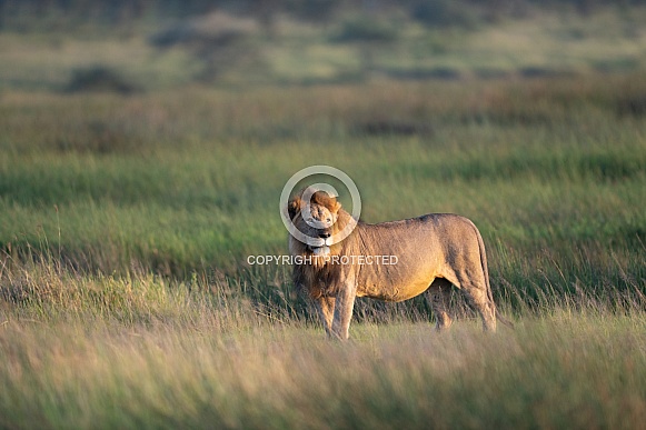 Majestic male lion in the fields