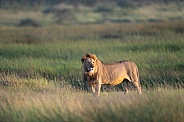 Majestic male lion in the fields
