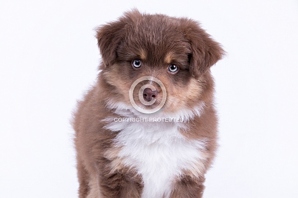 American Shepherd