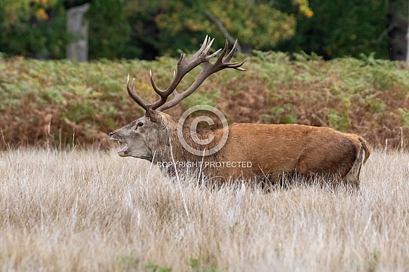 Red deer