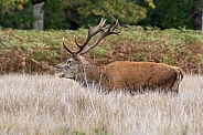Red deer