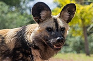 close up of African Painted Dog