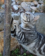Tabby Cat Looking Up a Tree
