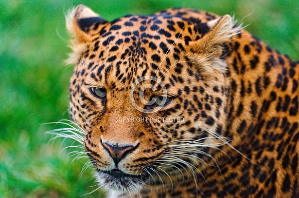 Leopard