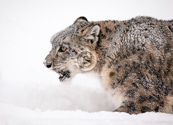 Snow Leopard