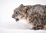Snow Leopard