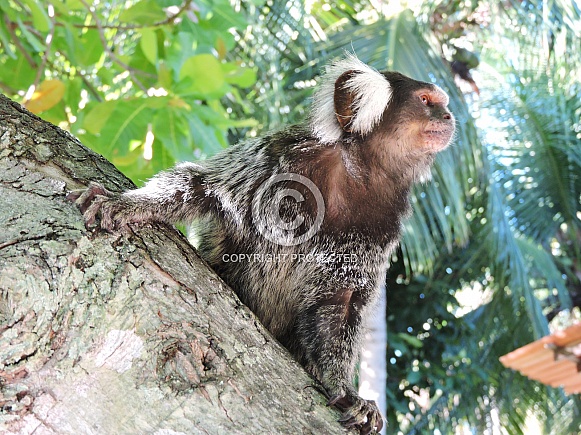 Common Marmoset Common Marmoset