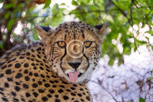 cheetah with funny face