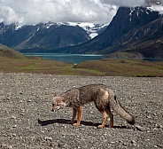 Red Fox - Patagonia in Chile
