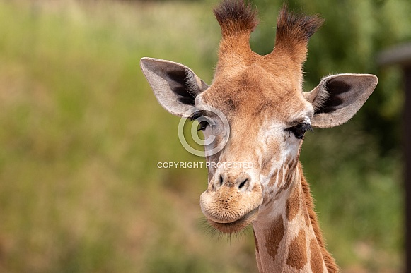 Kordofan Giraffe Close Up Kordofan Giraffe Close Up