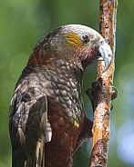 New Zealand Kaka