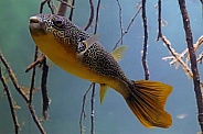 Mbu pufferfish (Tetraodon mbu)