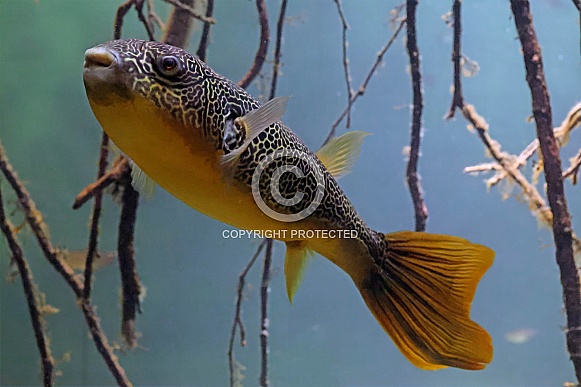 Mbu pufferfish (Tetraodon mbu)
