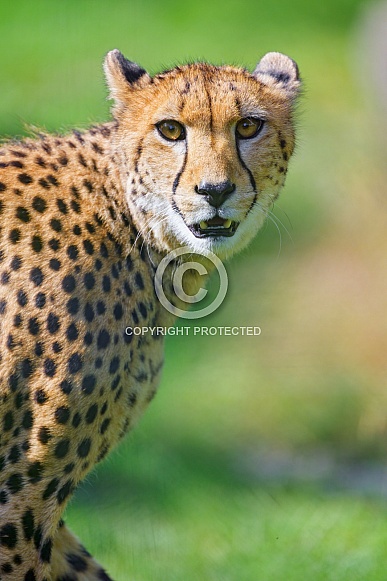 Portrait of a cheetah