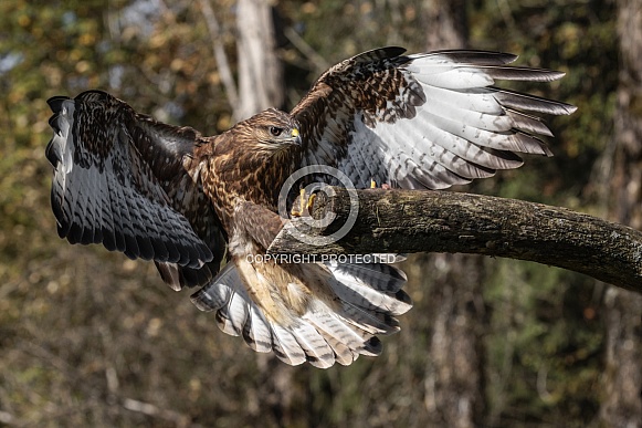 Common Buzzard Common Buzzard