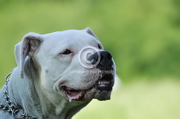 Dogo Argentino