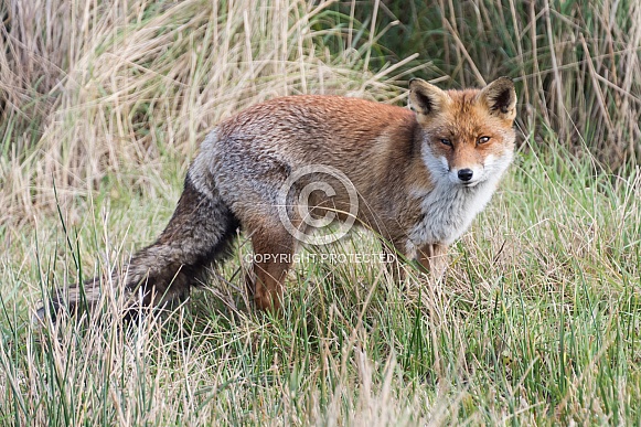 Red Fox