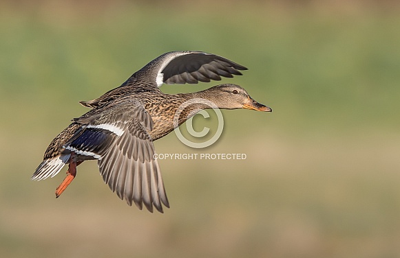 Mallard (female)