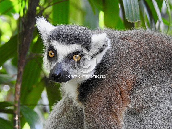 Ring-tailed Lemur