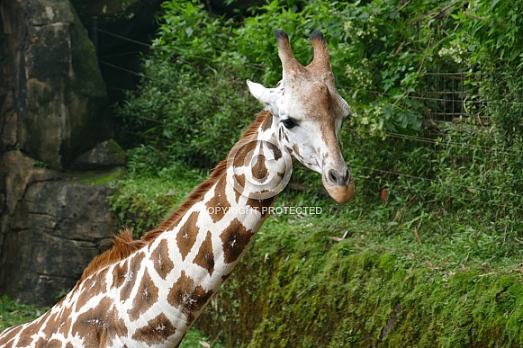 Baby Giraffe Baby Giraffe