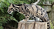 Clouded leopard