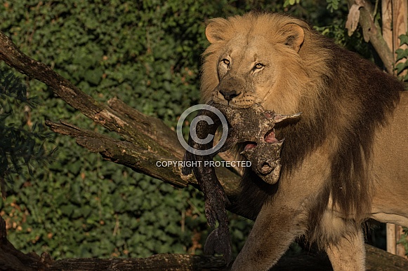 African Lion African Lion