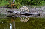 Gray Wolf and his Reflection in the Pond