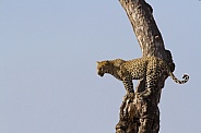 Leopard in tree (wild)