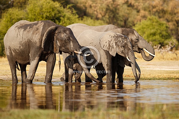 African elephant in the nature habitat