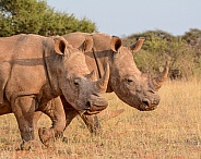 Two white Rhinos walking