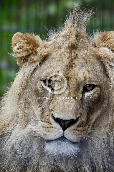African Lion