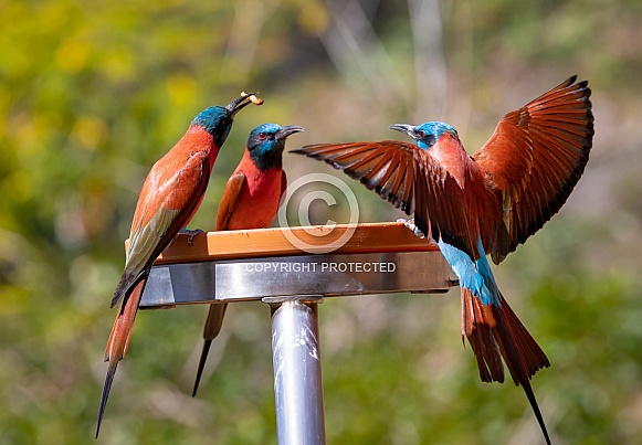 Bee Eaters Bee Eaters