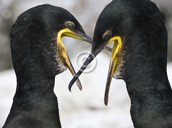 Cormorants - Isle of Skye - Scotland