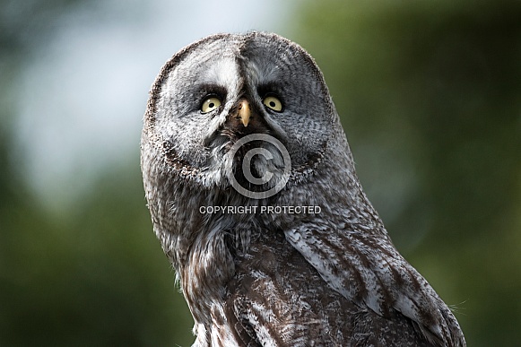 Great Grey Owl Looking Up To Sky