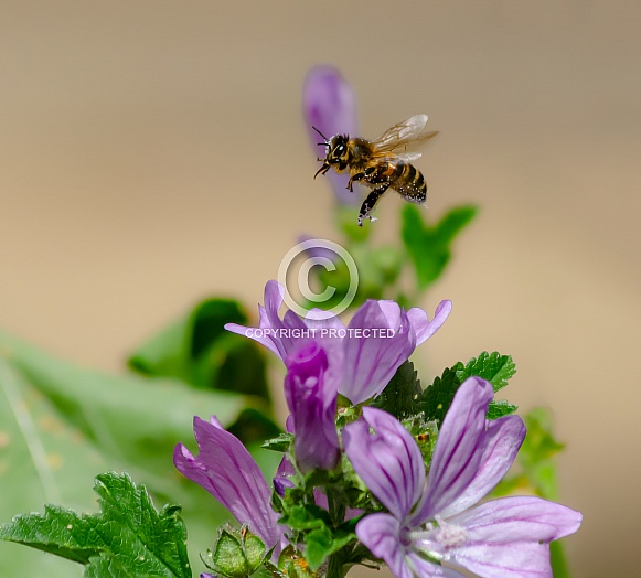 Bee in flight Bee in flight