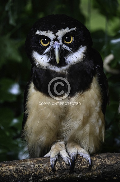 Spectacled owl